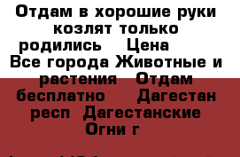 Отдам в хорошие руки козлят.только родились. › Цена ­ 20 - Все города Животные и растения » Отдам бесплатно   . Дагестан респ.,Дагестанские Огни г.